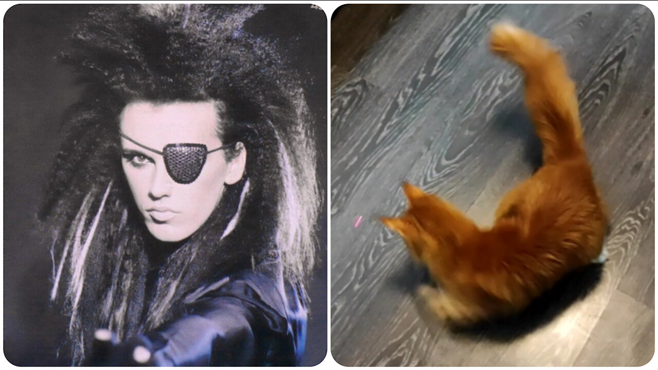 The cat is spinning to the song Dead or alive