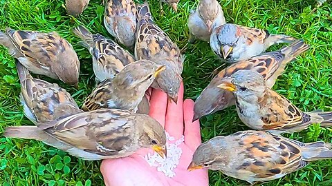 Hand Feeding House Sparrows Rice on Green Grass