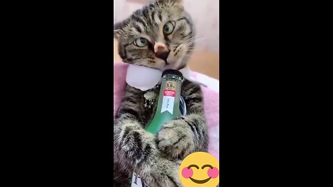 funny animals