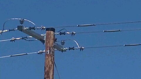 Birdpole