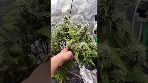The Side Stem Became The Main Stem | #shorts