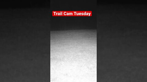 Trail Cam Tuesday #shorts, #prepperboss, #deer