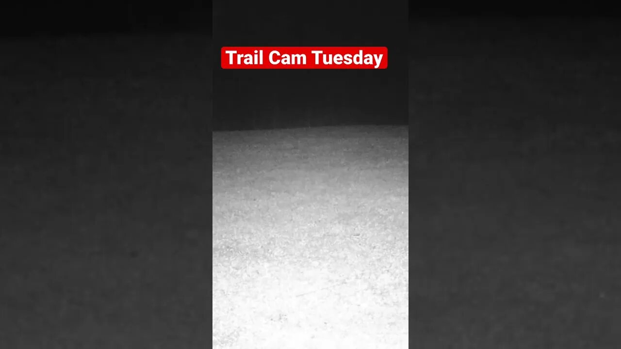 Trail Cam Tuesday #shorts, #prepperboss, #deer