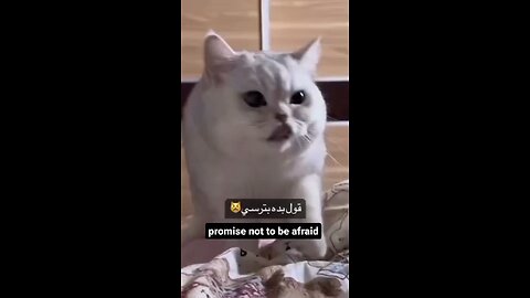 cutecat#