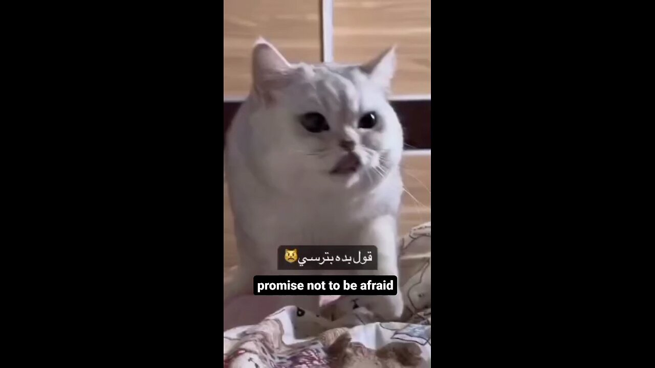 cutecat#