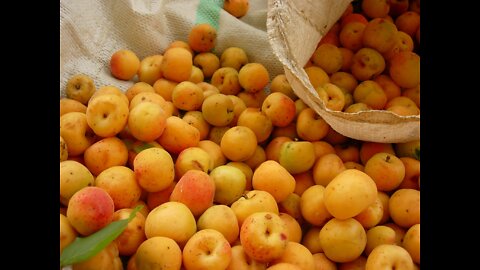 Easily Remove Apricot Pit