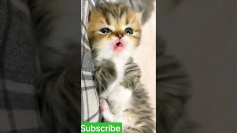 Cute baby cat#shorts