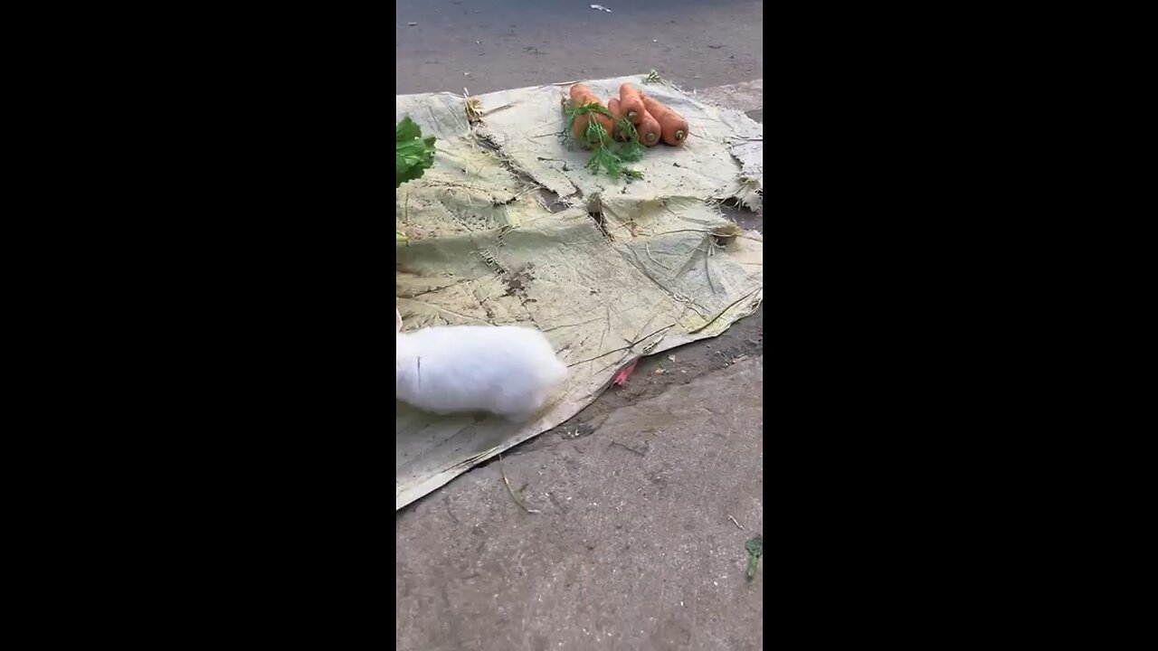 Lovely Rabbit