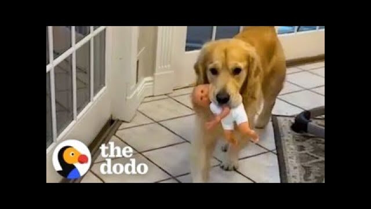 6 Things Every Golden Retriever Parent Knows
