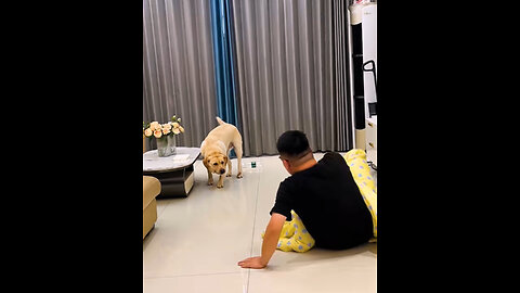 **Playing Hide and Seek with the Dog! 🐾😂**