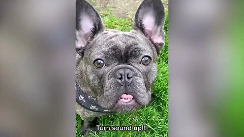Funniest Cat and Dogs Videos