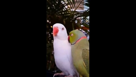 videos