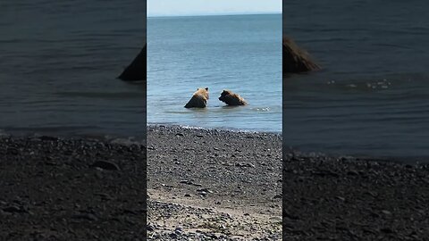 #bear #animals #short #shorts #viral #tranding #funny #devendra #kumar #viral #virals #lukki #bhamra