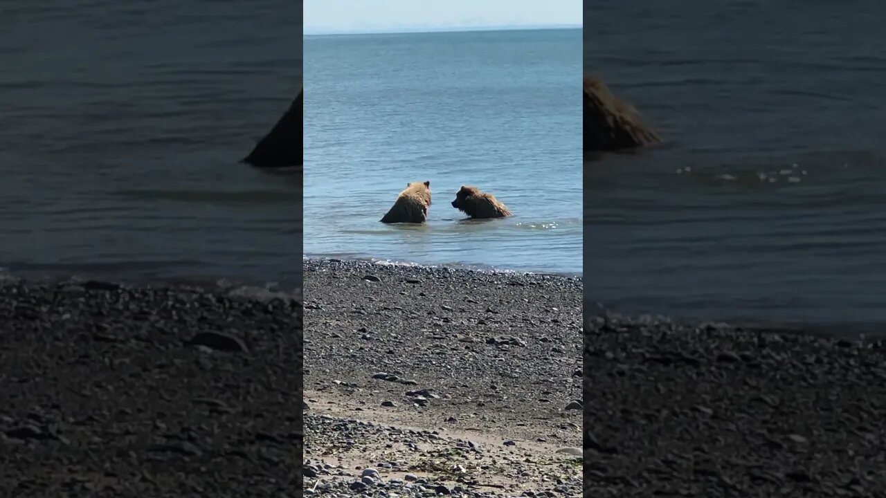 #bear #animals #short #shorts #viral #tranding #funny #devendra #kumar #viral #virals #lukki #bhamra