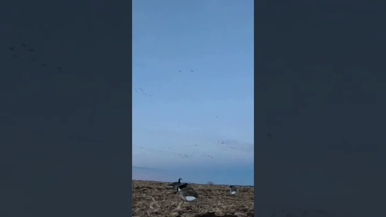 LARGE Number of Canadian Geese!! None would Commit!