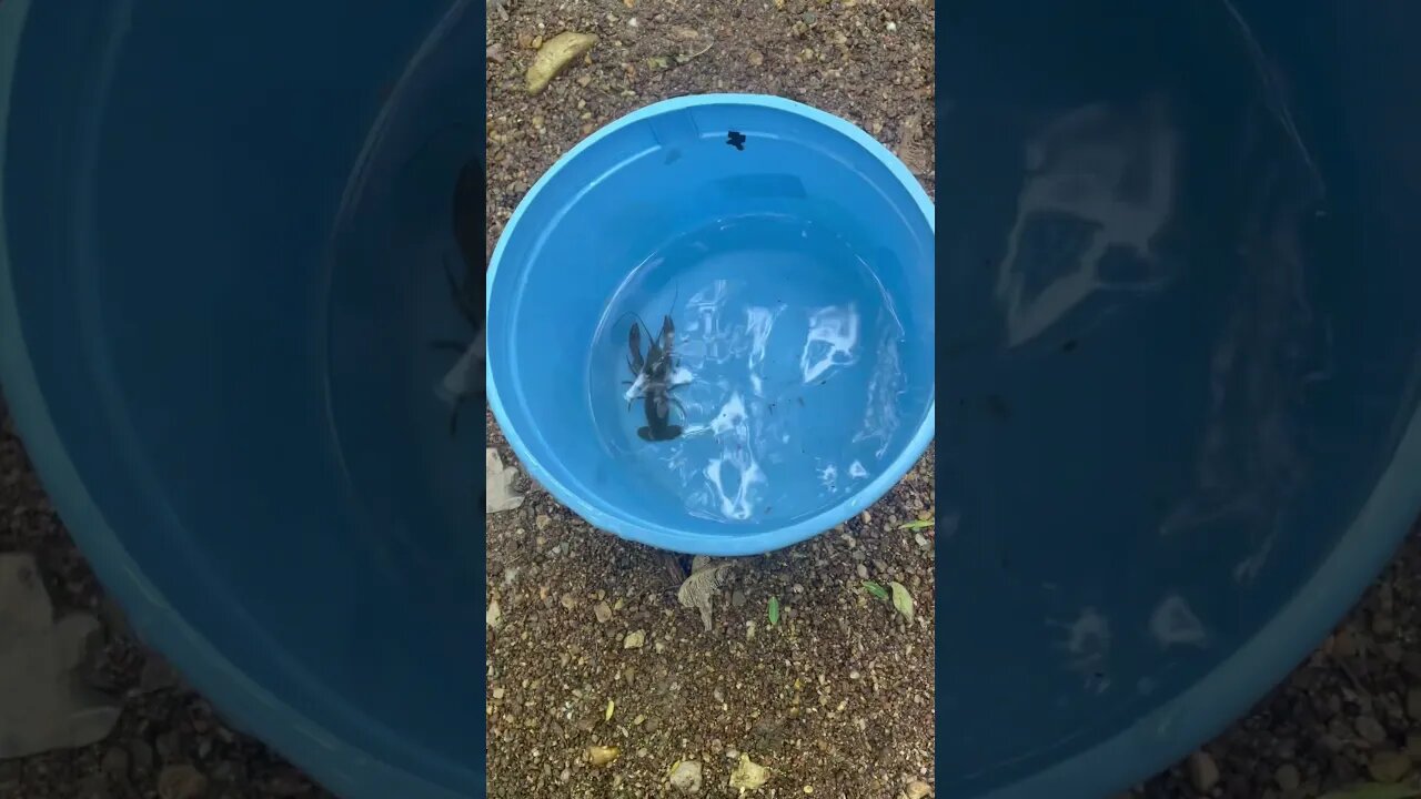 😱😱😱😱  crayfish