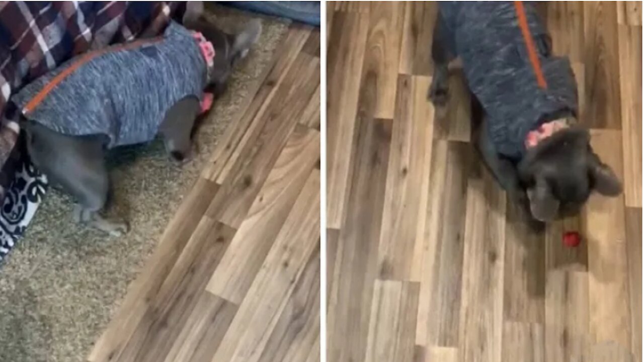 Confused pup has no idea what to do with strawberry