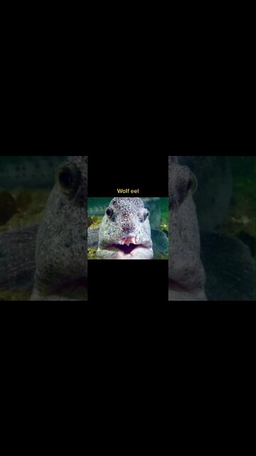 Most Amazing and trending video||relaxing your mind||trendig videos|| #shorts #trending #viral #live