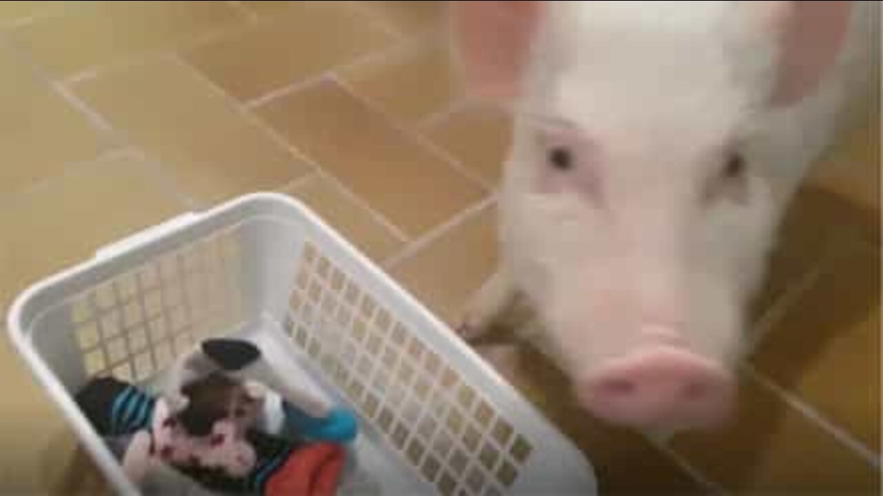 きれいになった服を洗濯機から出すのが大好きなミニブタ！