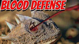 The Most Unique Lizard in America?