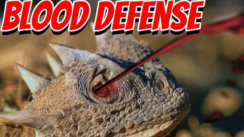 The Most Unique Lizard in America?