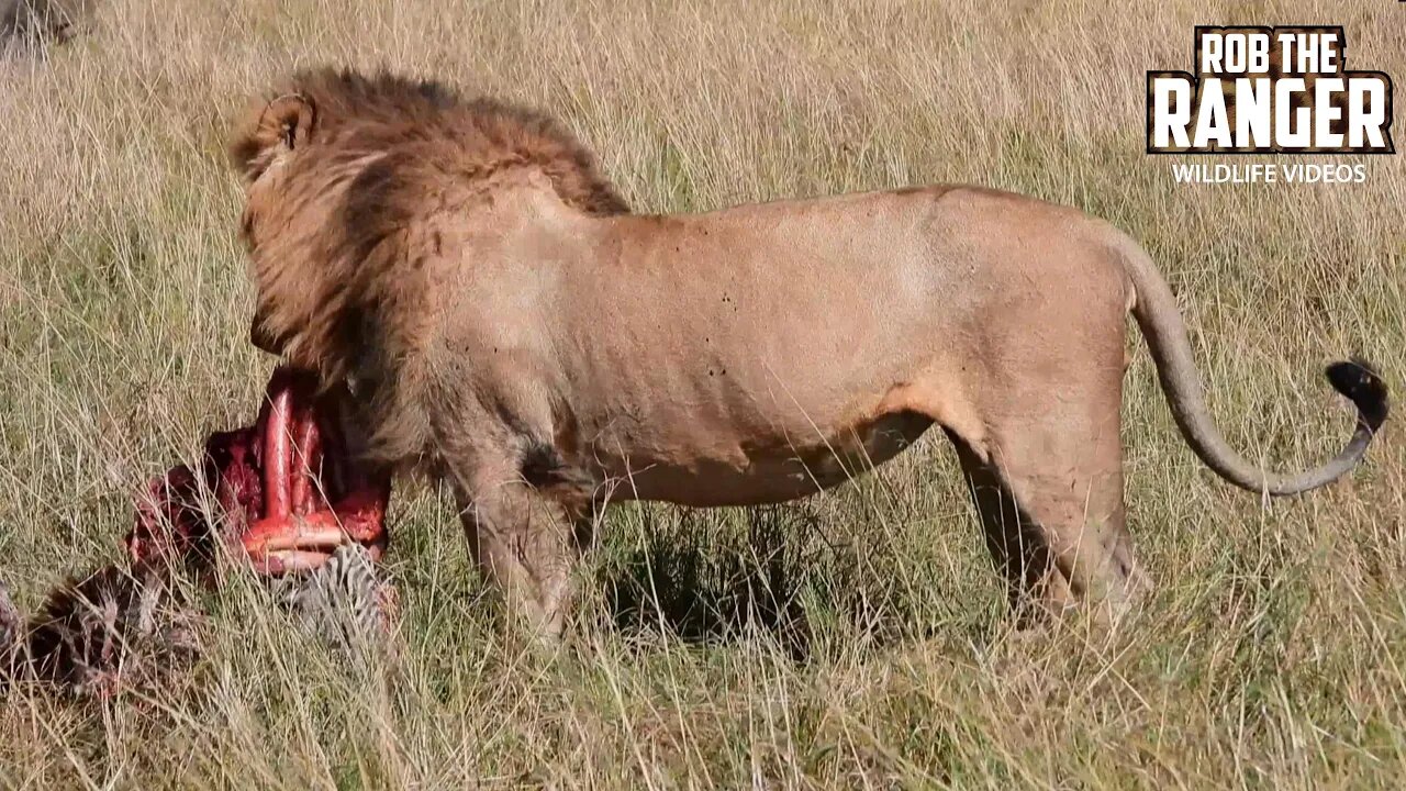 Lions Leave A Meal To Vultures | Lalashe Maasai Mara Safari