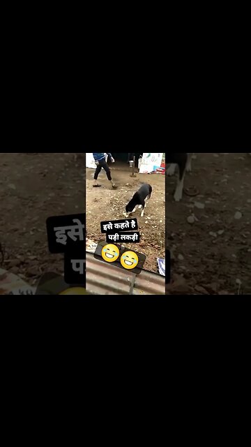 #shortsfeed #shortvideo #shortfeed #trendingshorts #shortsvideo #todayshorts #youtubeshortvideo