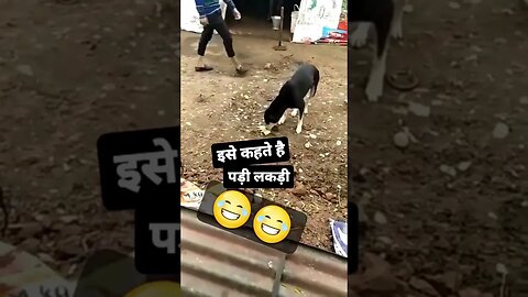 #shortsfeed #shortvideo #shortfeed #trendingshorts #shortsvideo #todayshorts #youtubeshortvideo