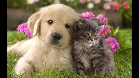 CUTE CAT AND DOG MOMENTS