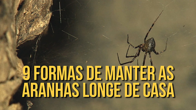 Como afastar aranhas de casa de forma natural