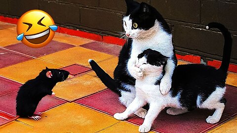 Funny Animal Videos 2024 - Funniest Dogs and Cats Videos
