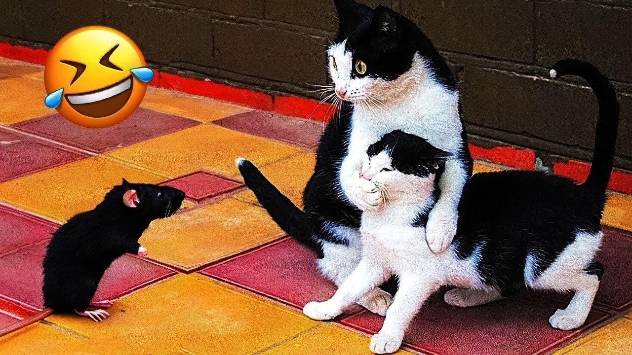 Funny Animal Videos 2024 - Funniest Dogs and Cats Videos