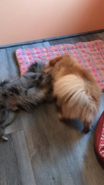 Roxy and little Willey