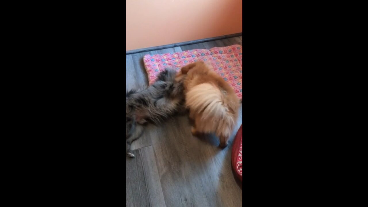 Roxy and little Willey
