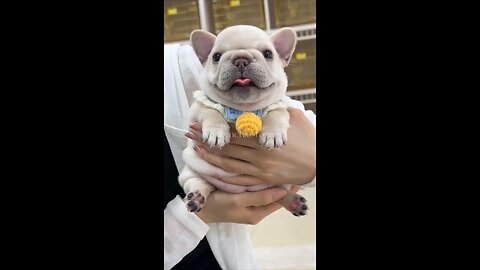 Lovely #cutepuppy #cutepet #cutefrenchie #cutedog