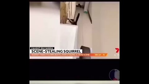 Flying squirrel fakes death