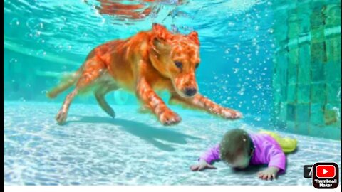Smart dog save people