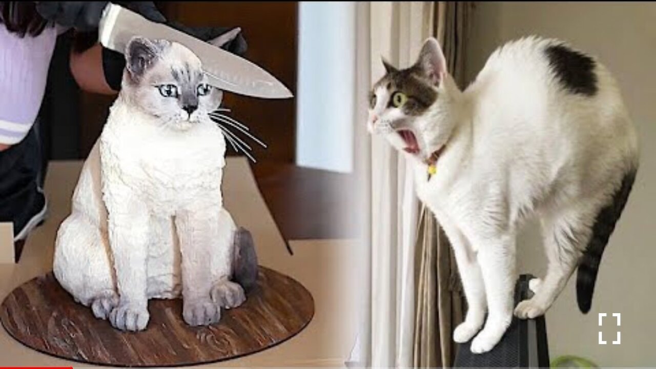 Cute Cats😺 and Dogs🙊 Funniest😽 vairal clip🤑