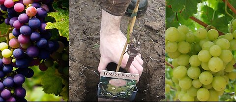Planting small vineyard Part 1