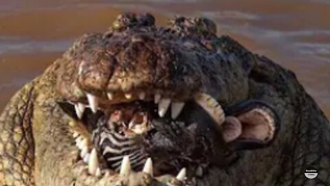 CROCODILE VS ZEBRA