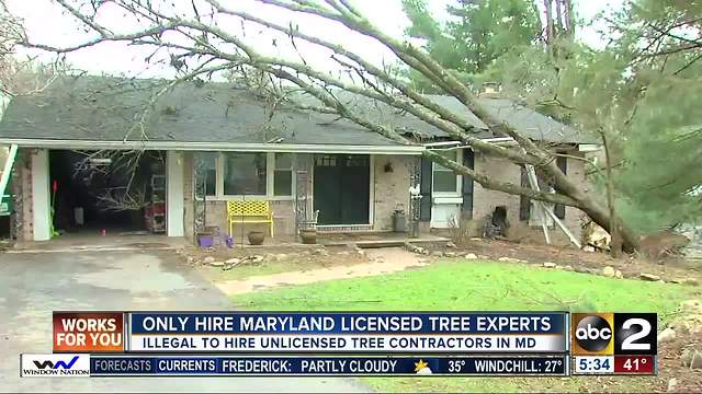 Warning about removing fallen trees in Maryland