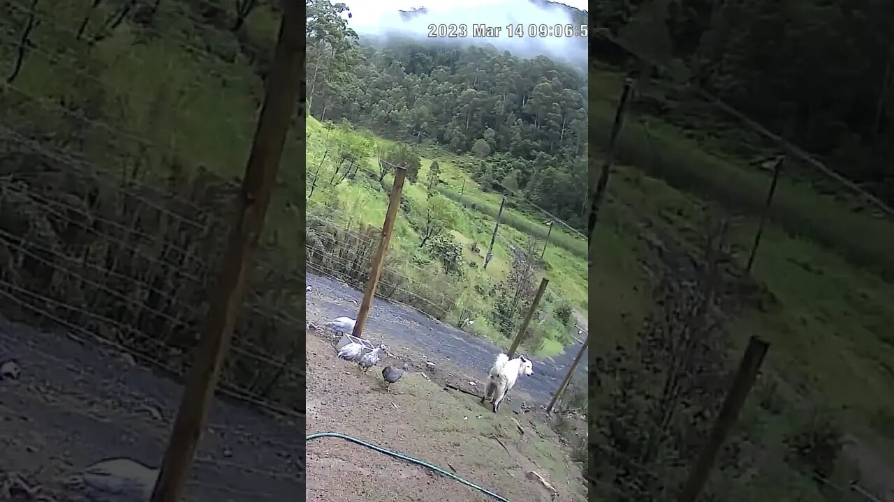 Farm monitoring animals