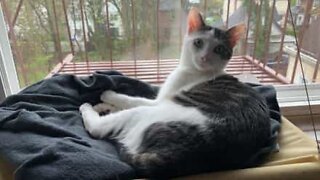 Gata entusiasma-se demasiado com a janela de casa