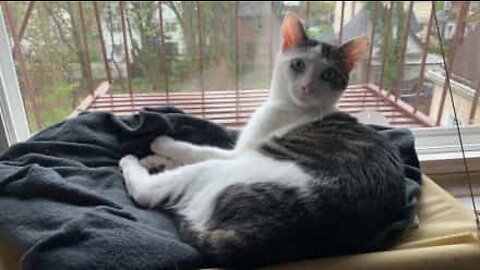 Gata entusiasma-se demasiado com a janela de casa