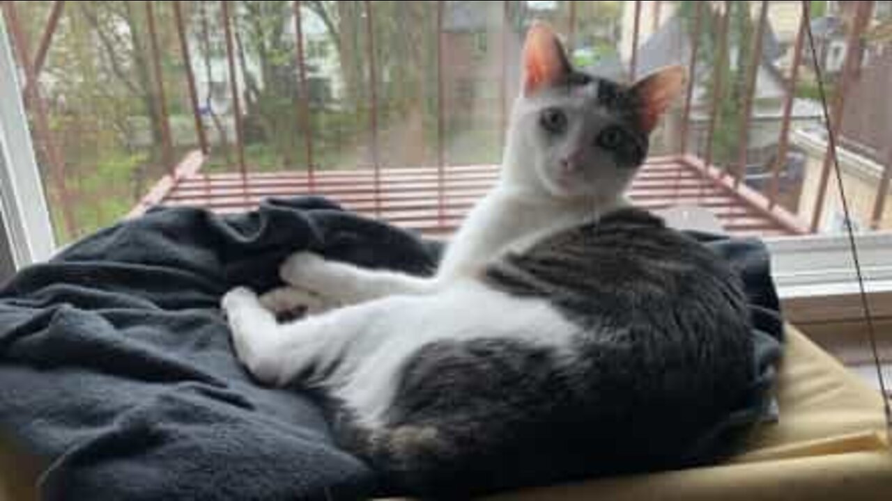 Gata entusiasma-se demasiado com a janela de casa
