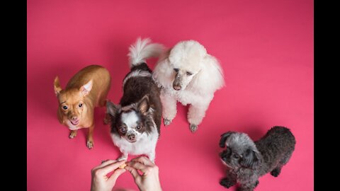 🐶 Funny And Cute 😸 Animals Vol. 6️⃣