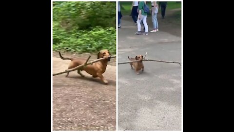 GOLDEN RETRIVER PUPPY take stick in mouth and works hard...amazing show off