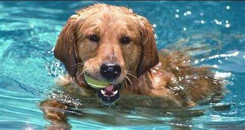 Teaching My Dog How To Swim