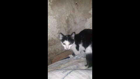 Cute and Funny Cat Video