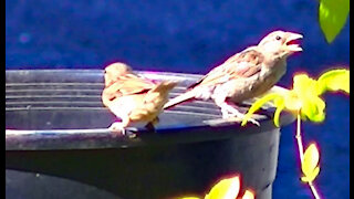IECV NV #421 - 👀 House Sparrows Out In The Back Exploring🐤🐤🐤🐤 7-14-2017